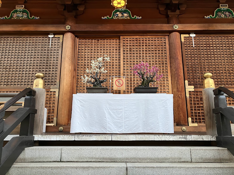 Plum bonsai at Yushima Tenjin