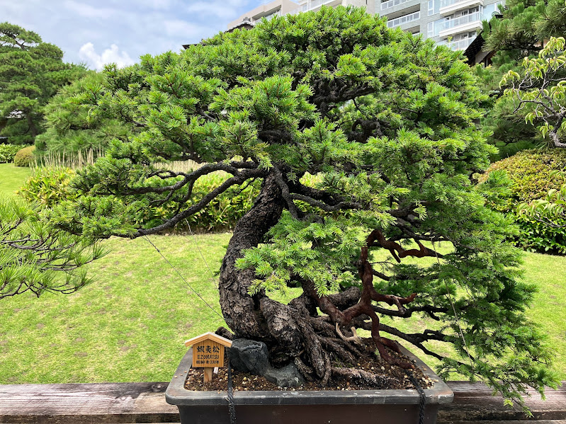 330 year old bonsai