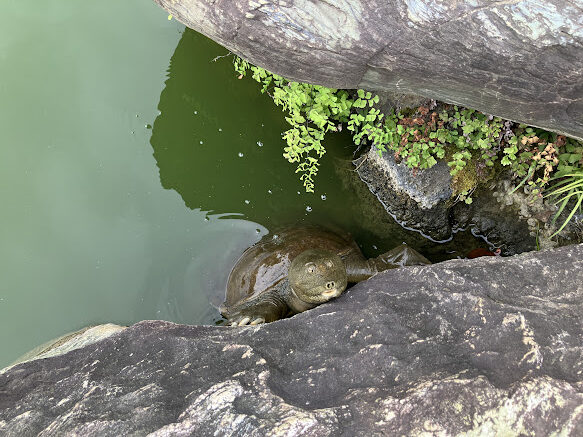 softshell turtle