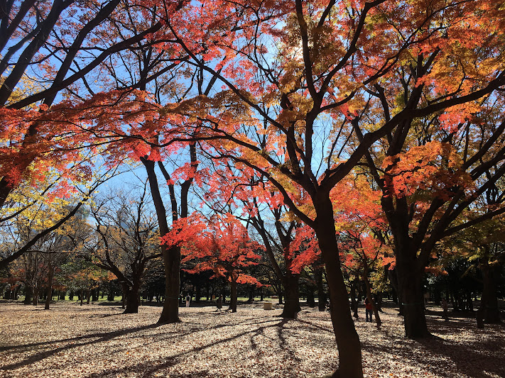 Japanese maples in yoyogi park