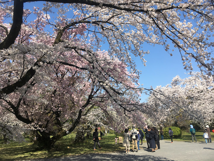 Koishikawa Botanical Garden with cherry blossoms