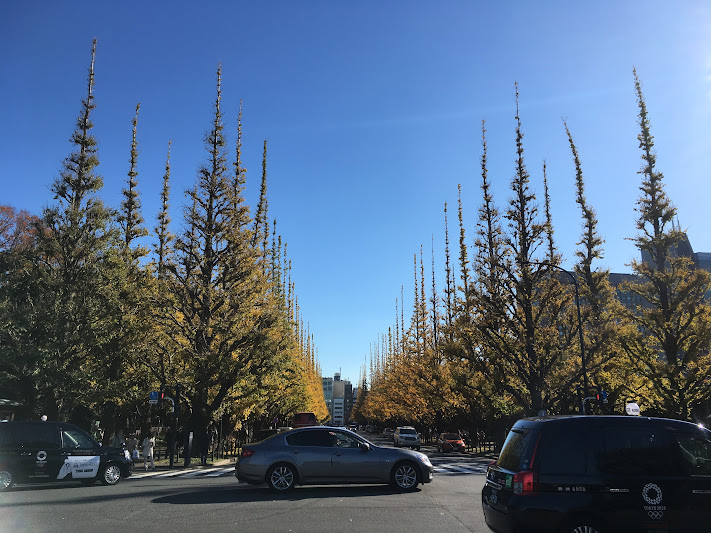 jingu gaien gingko avenue